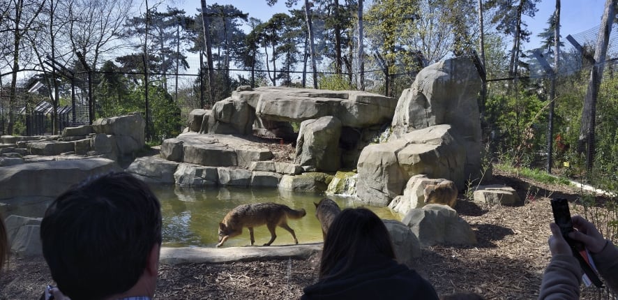 Visit the Zoological Park of Paris - Discover Walks Blog