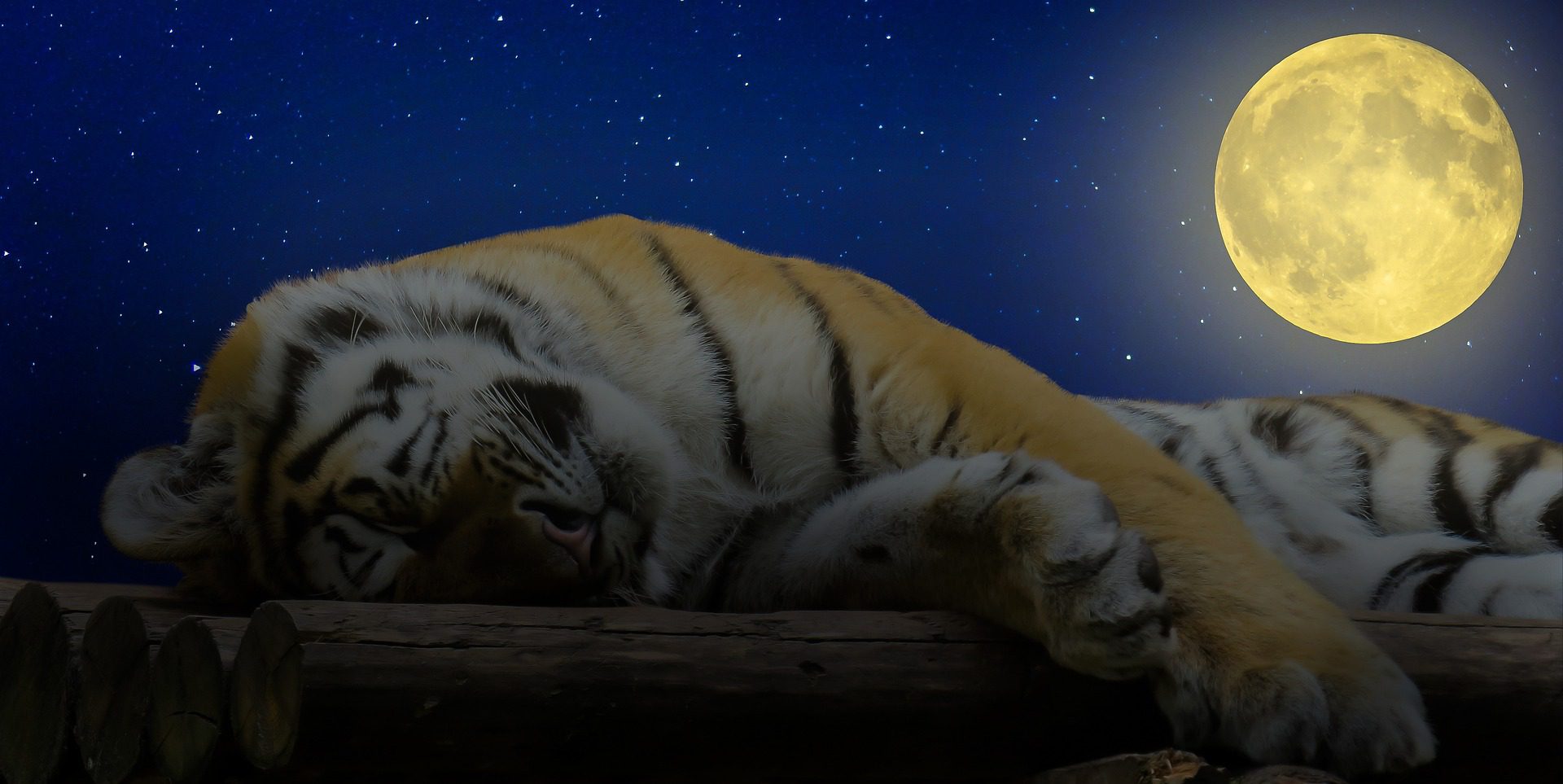 Спокойной ночи тигр