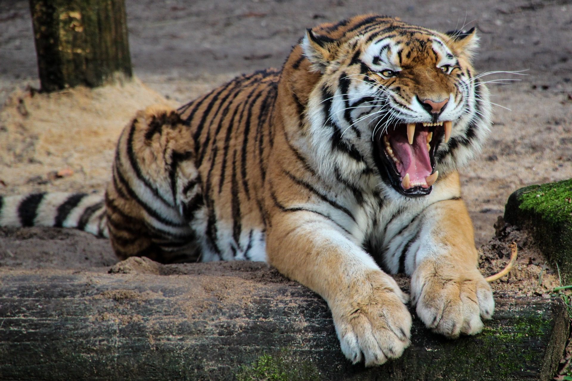 Roar (vocalization) - Wikipedia