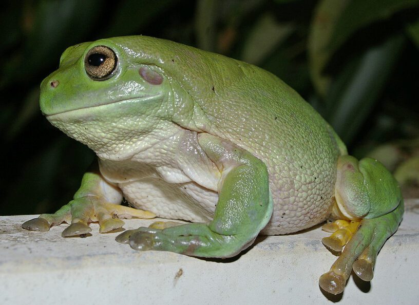 Interesting Facts About Frogs