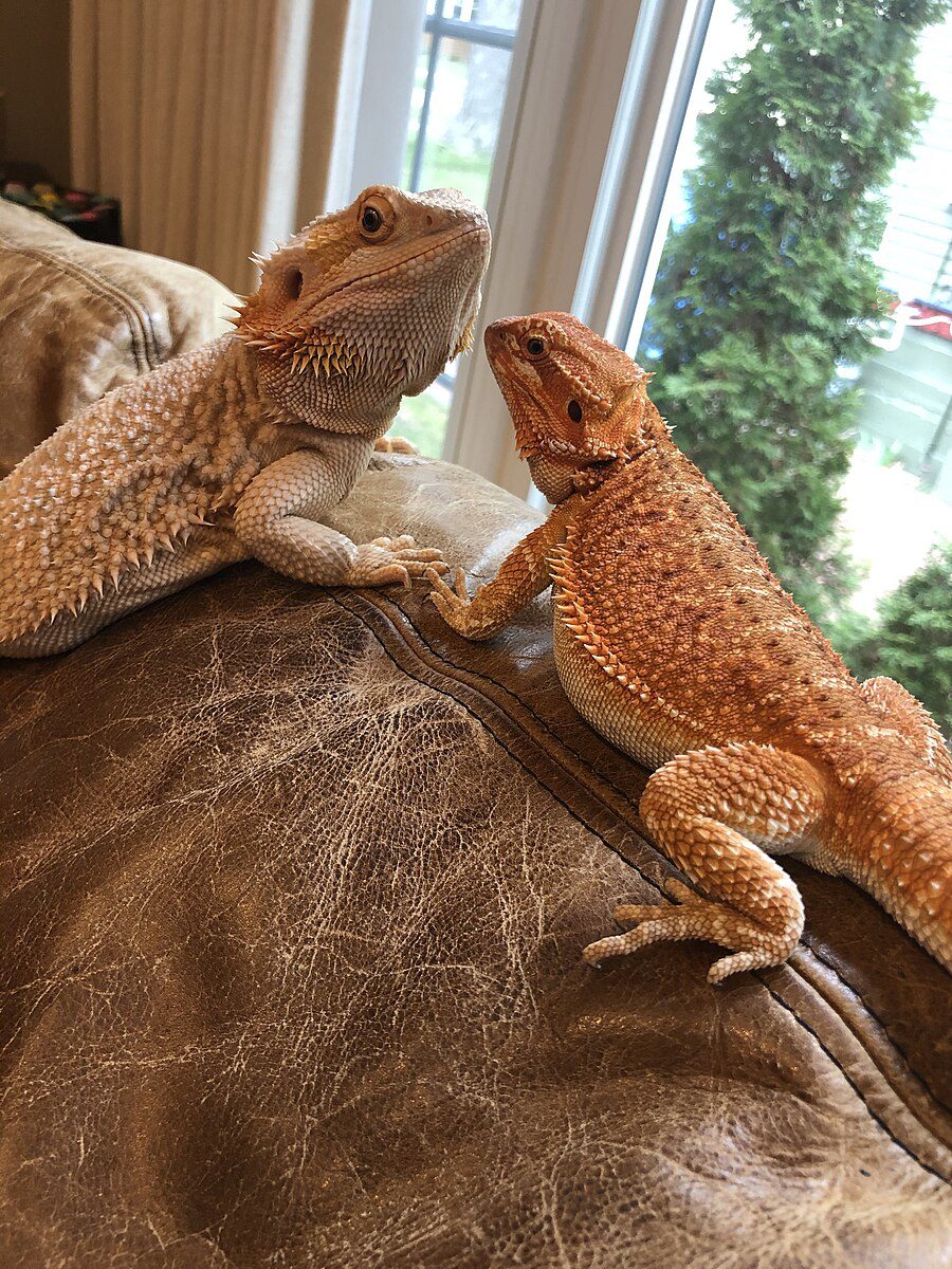 2 Bearded Dragons Sitting Together 