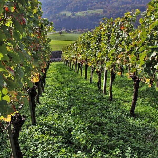 Wine grapes vineyard